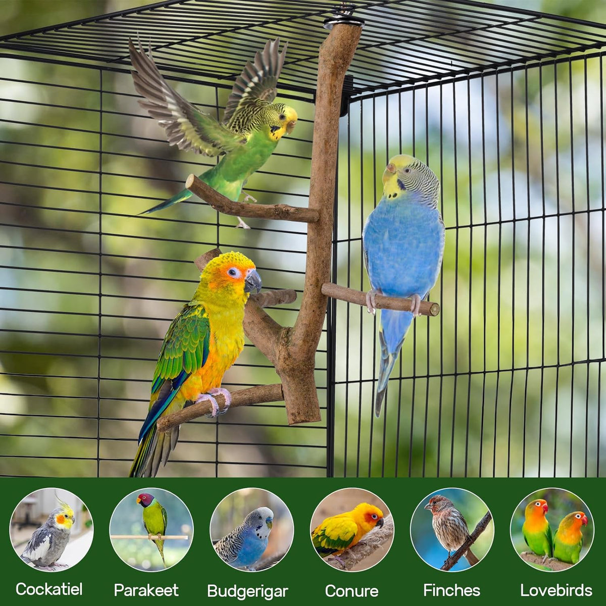 Bird Perch Stand, Natural Vitex Negundo Wood Parrot Perch Bird Cage Branch Perch, Accessories for Parakeets, Cockatiels, Conures, Macaws, Finches, LoveBirds (12" Length)