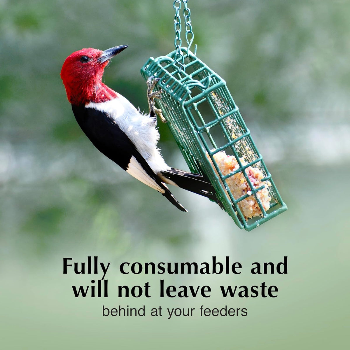 C&S High Energy Delight No Melt Suet Dough, Suet Cakes for Wild Birds, 11 Ounces, Pack of 8