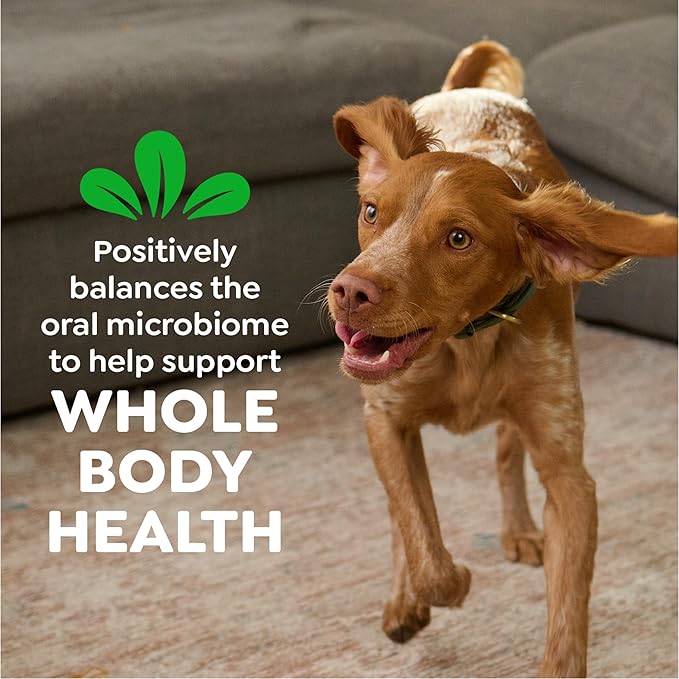 Greenies Veterinarian-Recommended Adult Natural Dental Dog Treats Petite Size, Original Flavor, 12 oz. Pack, 20 Count