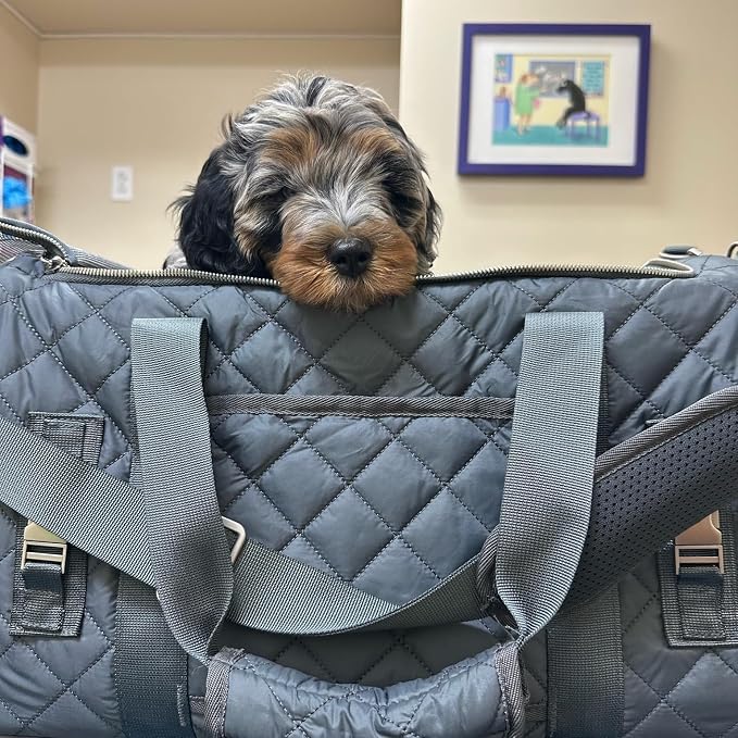 rocket & rex Premium Designer Pet Carrier, Airline Approved (Soft-Sided) | Boutique-quality construction, water-resistant premium materials. Rigid frame, collapsible, TSA/airline approved.