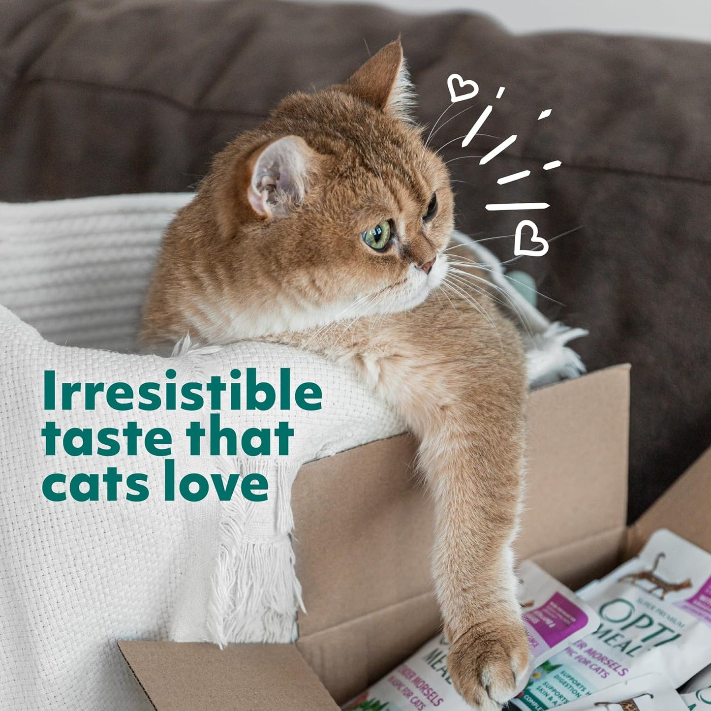 Optimeal Grain-Free Wet Cat Food – Shrimp & Salmon Recipe, High Protein & Moisture Rich Indoor Adult Cats Food, Tender Morsels in Savory Gravy Natural Ingredients - 3 oz Pouches, 12 Pack