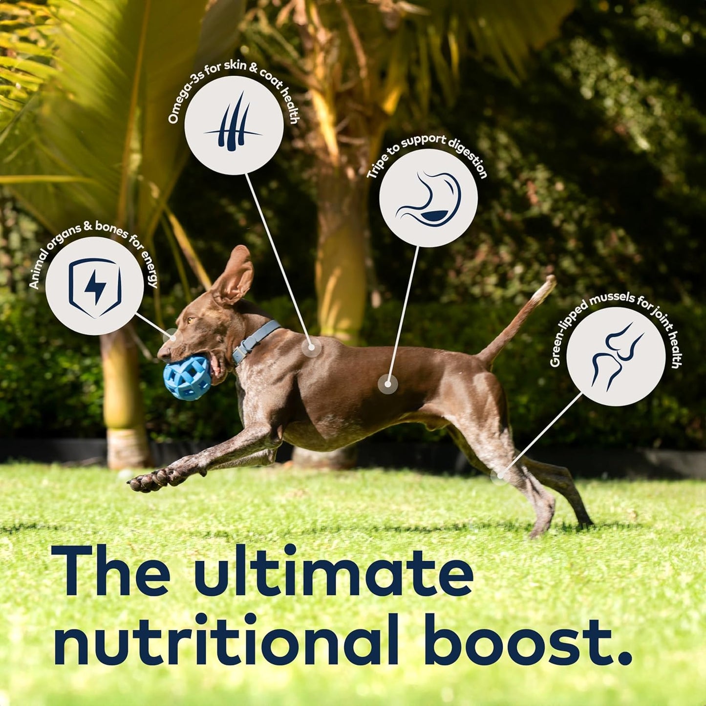 ZIWI Peak Air-Dried Dog Food – Venison - All Natural, High Protein, Grain Free, Limited Ingredient w/ Superfoods (88oz)