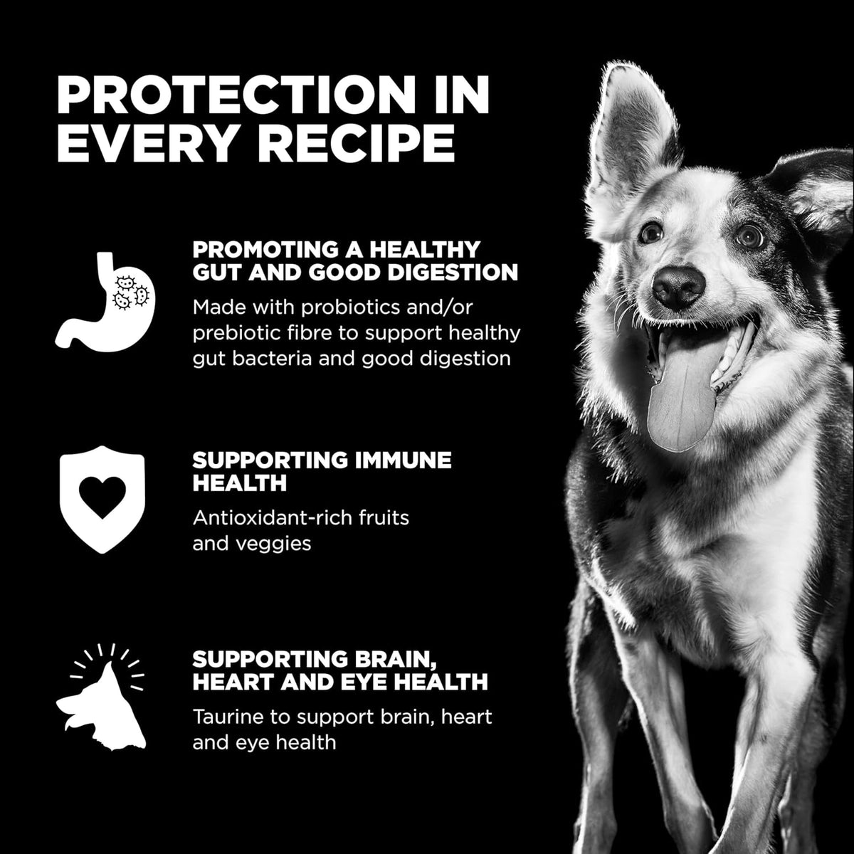 Go! Solutions Sensitivities Limited Ingredients, Grain-Free Dry Dog Food, Turkey Recipe for Sensitive Stomach, 3.5 lb Bag