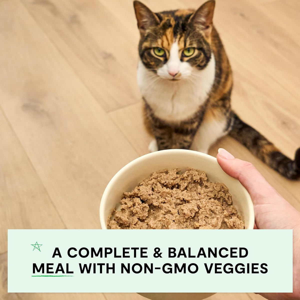 Open Farm Canned Cat Food, Paté for Complete & Balanced Nutrition, Grain-Free and Legume-Free Wet Cat Food, Harvest Chicken Recipe, 5.3oz Cans (Case of 12)