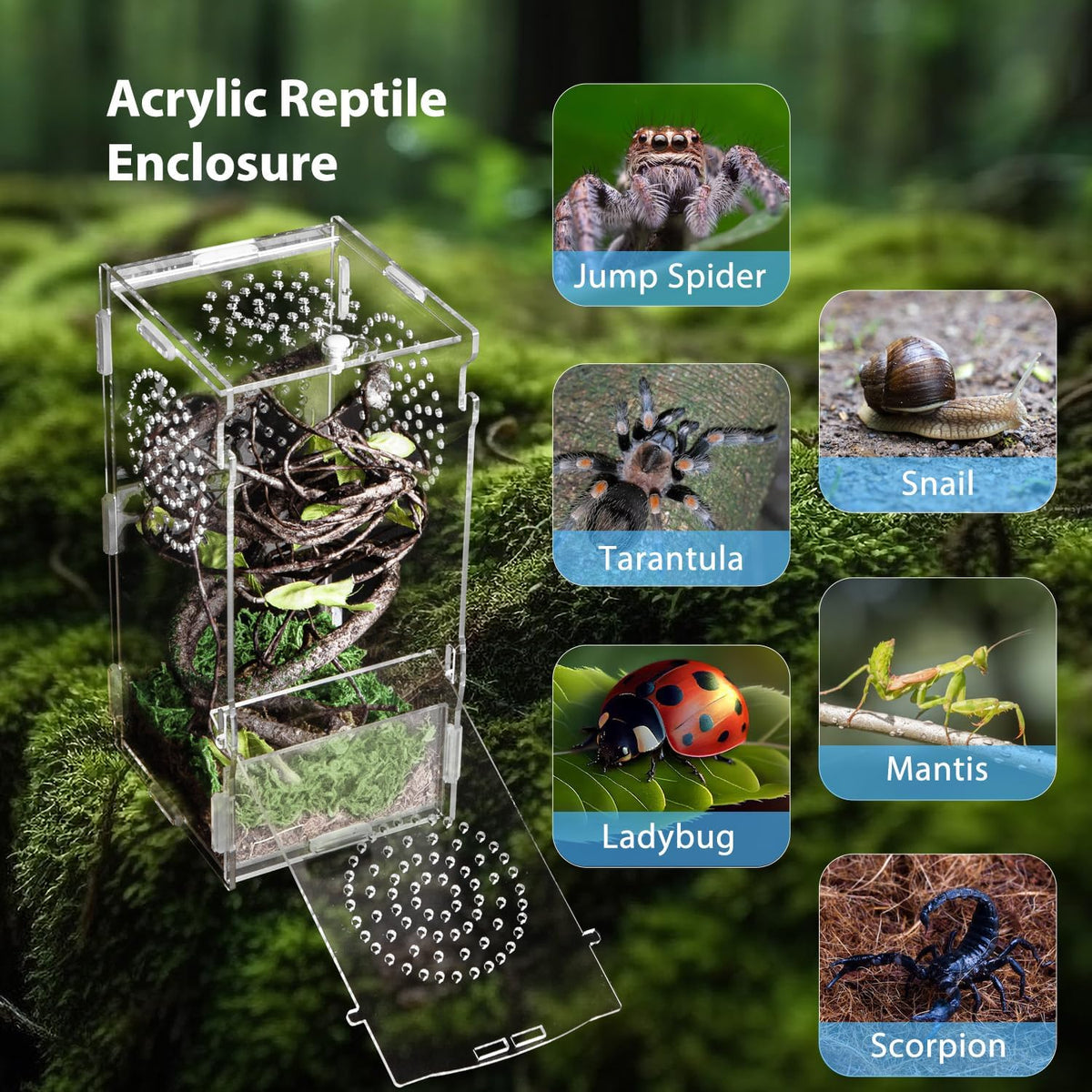 Jumping Spider Enclosure, Acrylic Praying Mantis Habitat, 8"*4"*4" Insect Terrarium, Small Reptile Cage Accessories with Secure Lock for Arboreal Tarantula, Snails, Bug, Lizard