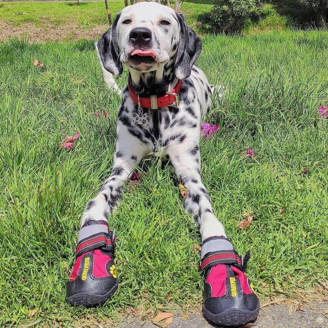 QUMY Dog Shoes for Large Dogs, Medium Dog Boots & Paw Protectors for Winter Snowy Day, Summer Hot Pavement, Water-Resistant in Rainy Weather, Outdoor Walking, Indoor Hardfloors Skid-Resistant Sole