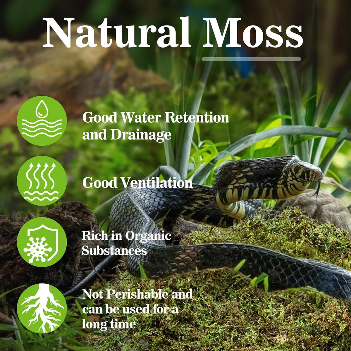 Sukh Sphagnum Moss for Reptiles -Terrarium Moss for Reptiles Peat Moss for Reptiles Habitat Bedding Moss for Snakes Turtle Frog Gecko and Other Reptiles Substrate (6.3, Ounces)