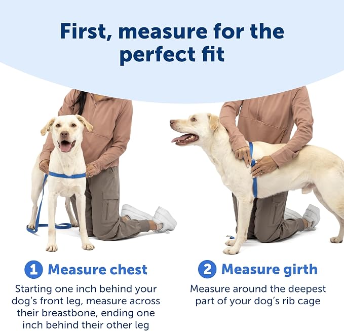 PetSafe Easy Walk Harness, No Pull Dog Harness, Small, Teal | Patented Martingale Loop Gives Gradual Shoulder Pressure to Stop Pulling, Front-Chest Leash Clip Prevents Gagging