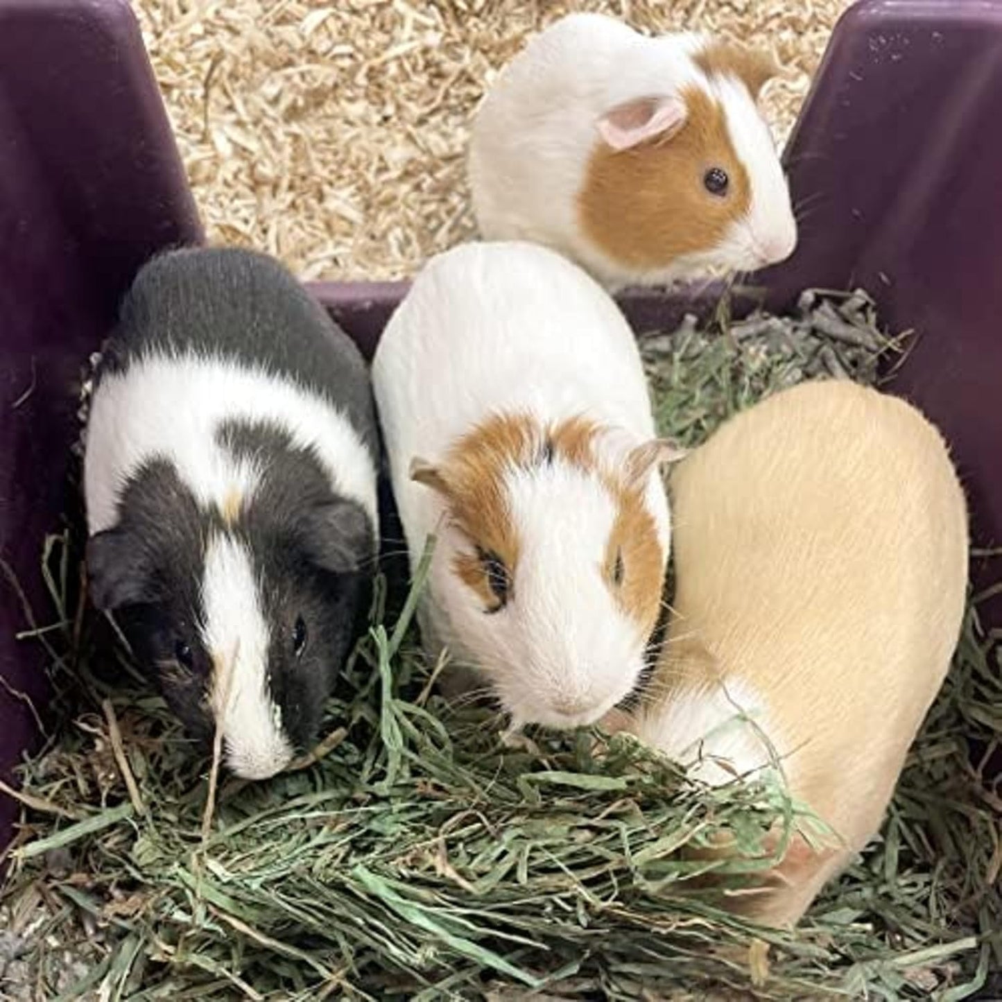 Blue Mountain Hay | Fresh Organic Meadow Hay (48 Ounce) | Mimics Natural Forage | High-Altitude Hay Pet Food for Rabbits, Guinea Pigs, Chinchillas, Hamsters, and Other Small Pets