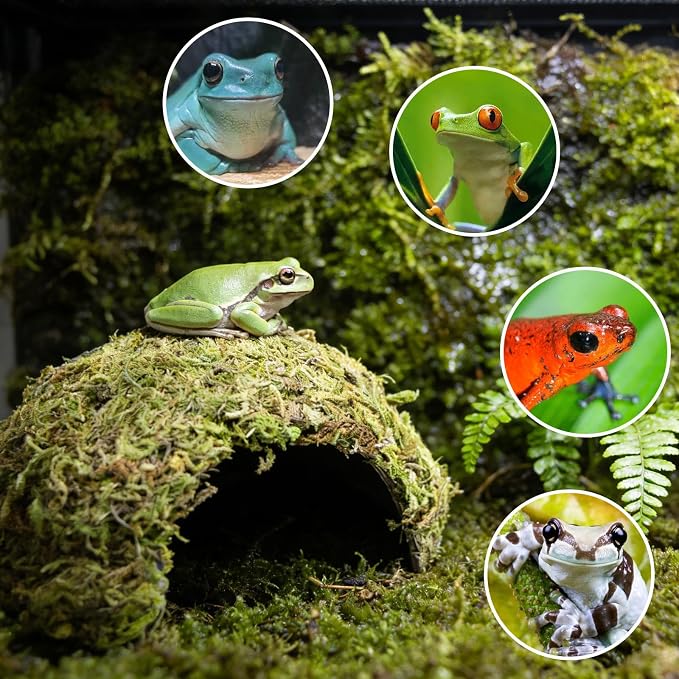 Natural Moss Frogs Hideout - Green Mossy Cave for Reptile, Geckos, and Hermit Crabs - Humid Habitat Decor for Amphibians and Small Reptiles - Eco-Friendly Terrarium Shelter