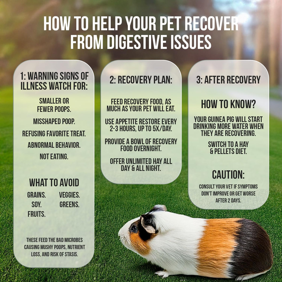 Sherwood Pet Health Guinea Pig Timothy Recovery Food (800g). Grain Free, Soy Free. Great Taste That Guinea Pigs Love with Motility Herbs.