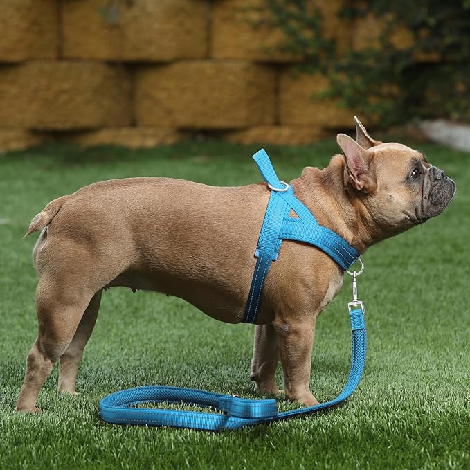 Plutus Pet No Pull Dog Harness for Puppy Small Dogs, Breathable Mesh Padded | Adjustable Reflective with Handle, Escape Proof, Quick Fit Pet Vest, Front Clip, for Training and Walking, Cyan, XS