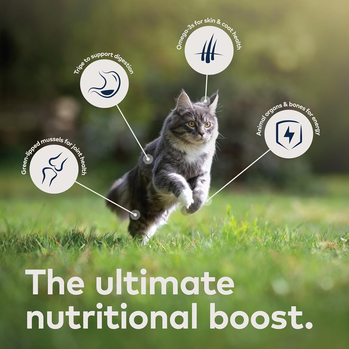 ZIWI Peak Air-Dried Cat Food – Lamb - All Natural, High Protein, Grain Free, Limited Ingredient w/ Superfoods (14oz)