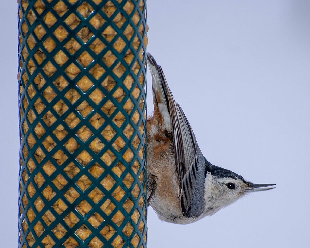 C&S Wild Bird Woodpecker Suet Nuggets Mega Box, 8 Pounds (Pack of 2)