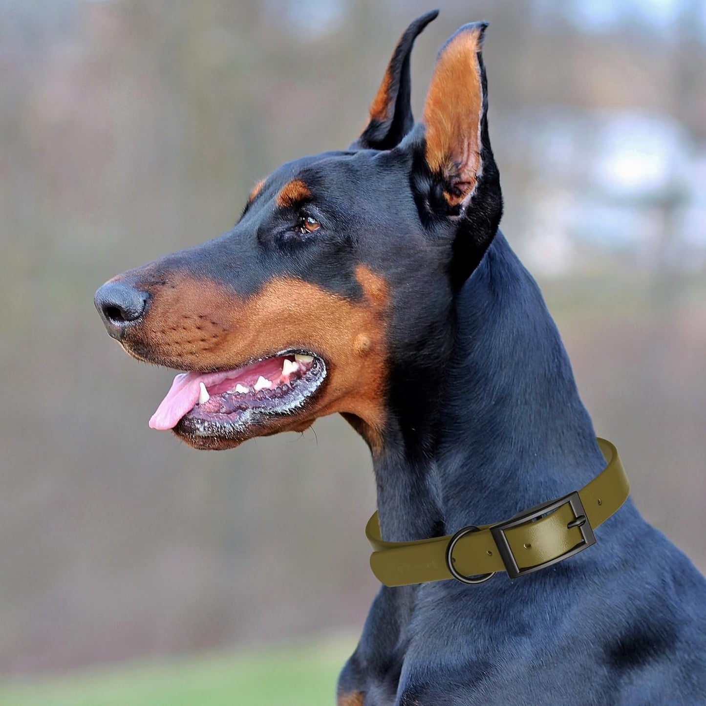 Dogline Biothane Waterproof Dog Collar Strong Coated Nylon Webbing with Black Hardware Odor- Proof for Easy Care Easy to Clean High Performance Fits Small Medium or Large Dogs, Olive Drab Green