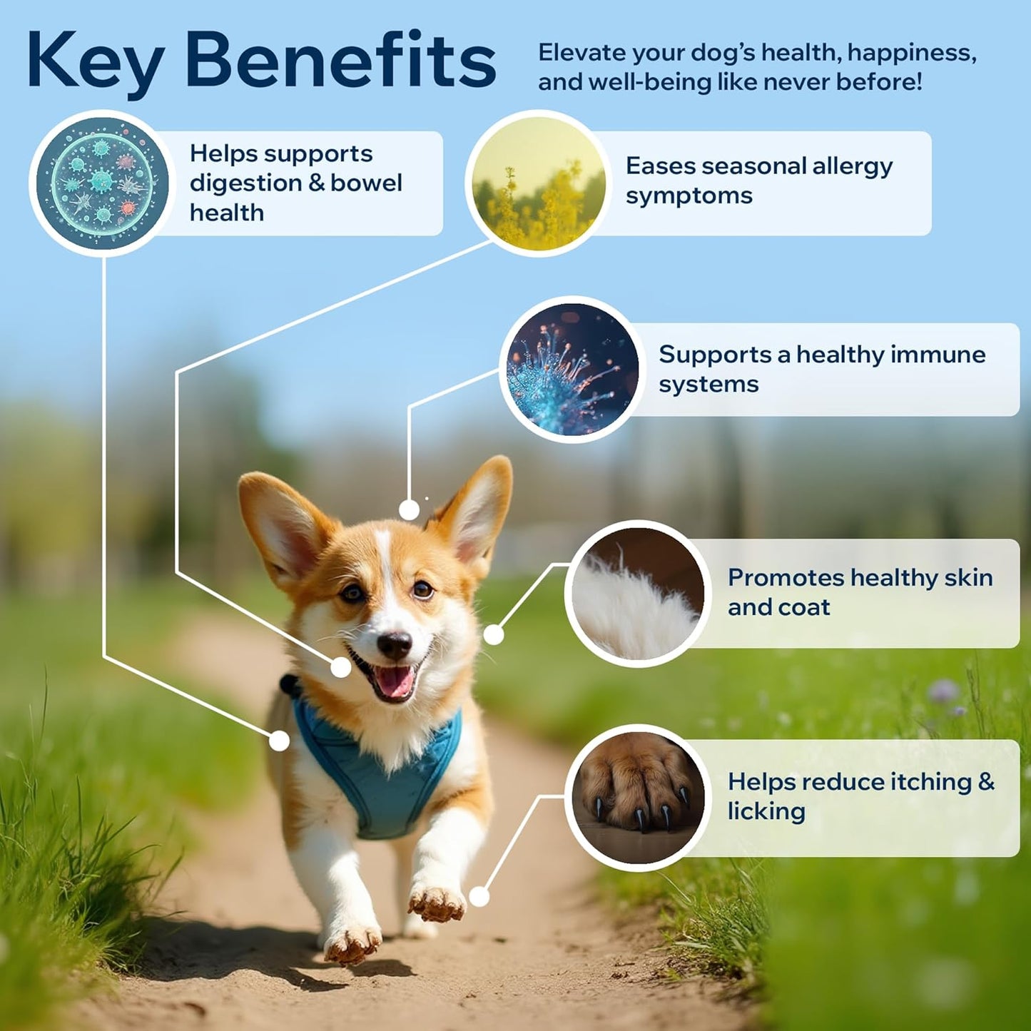 Dog Probiotics for Yeast, Itchy Skin and Itchy Ears, Allergy Relief, Daily Immune Support with Prebiotic & Digestive Enzymes (Gut Health) for Dogs, Reduce Diarrhea, Constipation & Gas Relief - 90ct