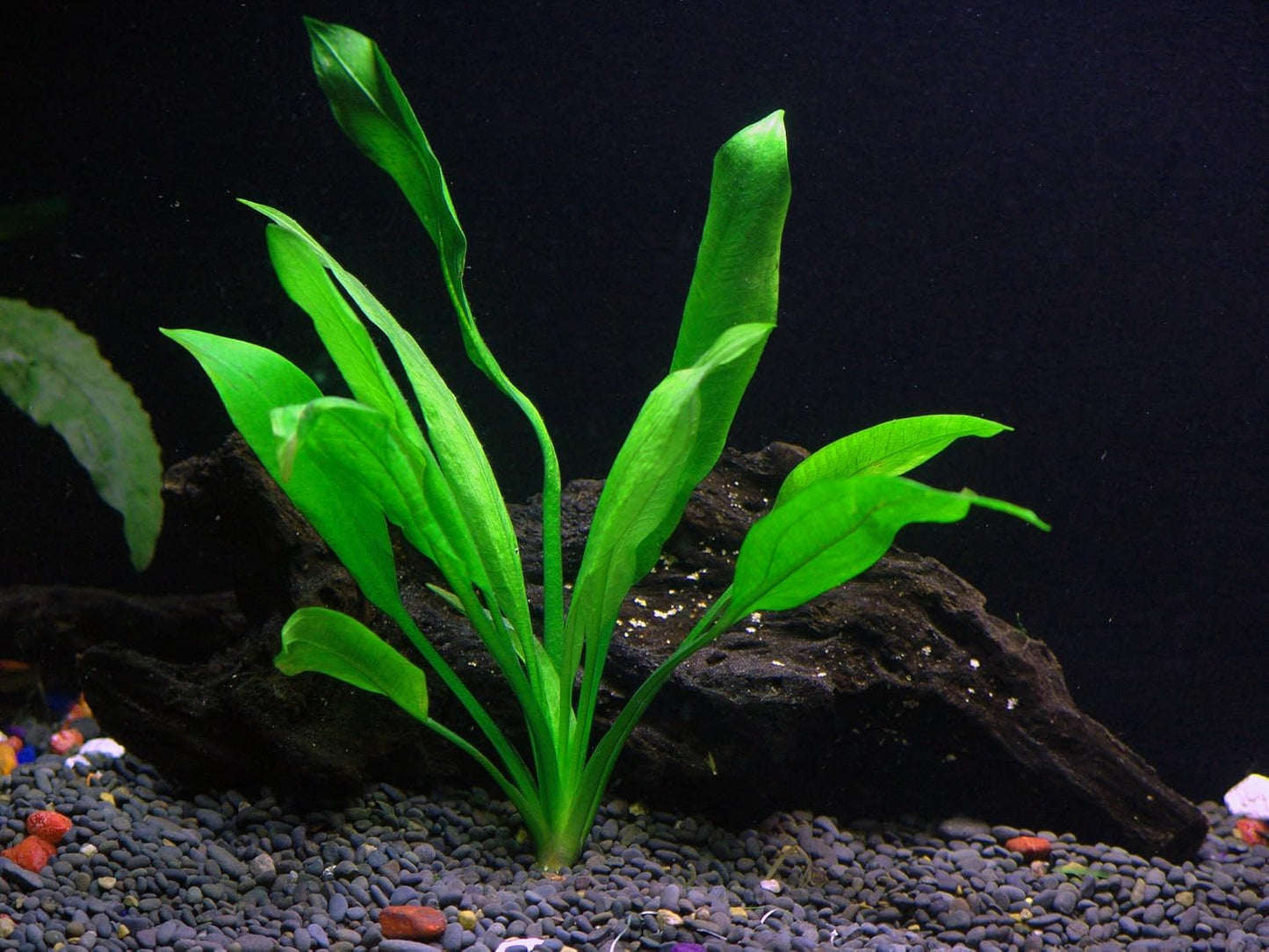 6 Species Aquarium Plants Package - Java Fern (Microsorum), Anubias (Anubias Barteri), Hornwort (Ceratophyllum demersum), Swords (Echinodorus), Moneywort (Bacopa), Cryptocoryne Green (Cryptocoryne)