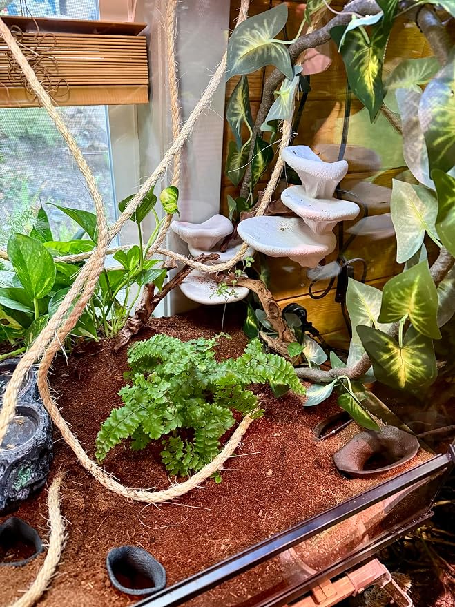 Mushroom Ledge for Terrarium – Climbing & Resting Platform with Suction Cups (Bone, 6''x4.5''x5.25'')