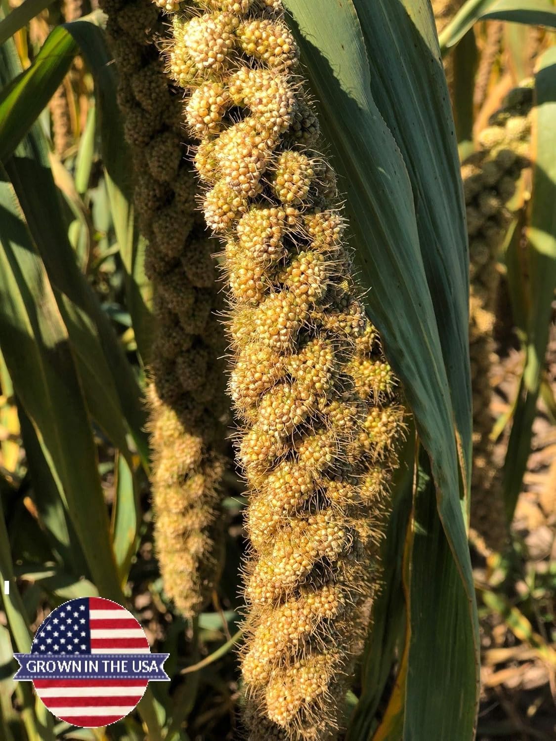 Birds LOVE Wholesome & Lovely Spray Millet Non-GMO (No Stems Only Edible Tops) for Parrots Birds Cockatiel Lovebird Parakeets Finch Canary All Parrots Healthy Treat - 5lbs
