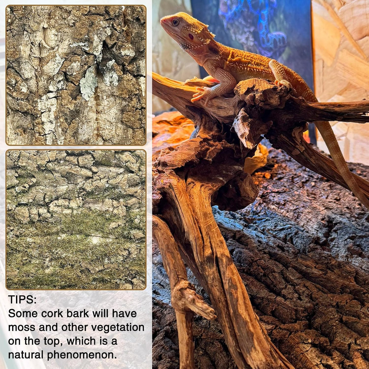 Fhiny 10 PCS Cork Bark Background, 11.6" x 7.7" Natural Cork Bark for Reptiles Bearded Dragon Climbing Backdrop Terrarium Habitat Wall Decor Accessories for Turtle Gecko Lizard Snake Spider Frog